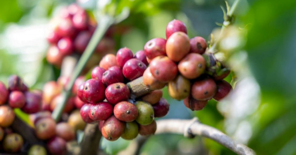 Giá nông sản ngày 23/1/2026: Cà phê chạm mốc 100.000 đồng/kg