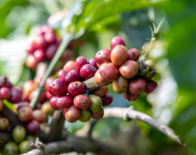 Giá nông sản ngày 23/1/2026: Cà phê chạm mốc 100.000 đồng/kg
