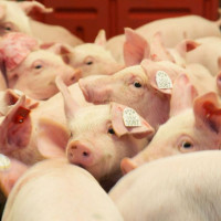 Giá heo hơi ngày 23/1/2026: Miền Bắc áp sát mốc 80.000 đồng/kg