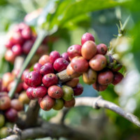 Giá nông sản ngày 23/1/2026: Cà phê chạm mốc 100.000 đồng/kg