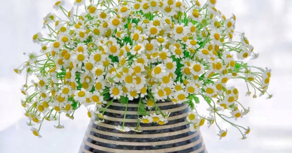 Tử vi ngày 25/1/2026 của 12 cung hoàng đạo: Sức khỏe của Sư Tử khá tốt