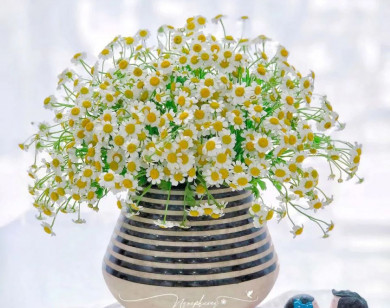 Tử vi ngày 25/1/2026 của 12 cung hoàng đạo: Sức khỏe của Sư Tử khá tốt