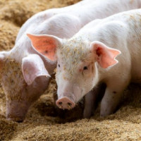 Giá heo hơi ngày 24/1/2026: Miền Bắc áp sát mốc 80.000 đồng/kg