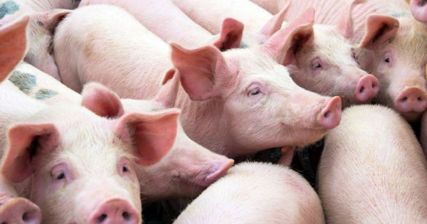 Giá heo hơi ngày 25/1/2026: Duy trì đà tăng mạnh, miền Bắc chạm mốc 80.000 đồng/kg