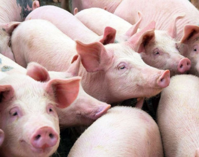 Giá heo hơi ngày 25/1/2026: Duy trì đà tăng mạnh, miền Bắc chạm mốc 80.000 đồng/kg