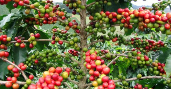 Giá nông sản ngày 26/1/2026: Cà phê và hồ tiêu neo ở mức cao