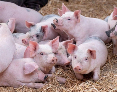 Giá heo hơi ngày 26/1/2026: Giá heo hơi tăng mạnh sát Tết Nguyên đán 2026