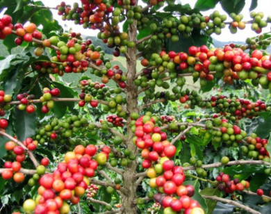 Giá nông sản ngày 26/1/2026: Cà phê và hồ tiêu neo ở mức cao