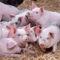Giá heo hơi ngày 26/1/2026: Giá heo hơi tăng mạnh sát Tết Nguyên đán 2026