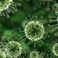 TP Hồ Chí Minh siết chặt giám sát cửa khẩu, chủ động phòng ngừa virus Nipah xâm nhập