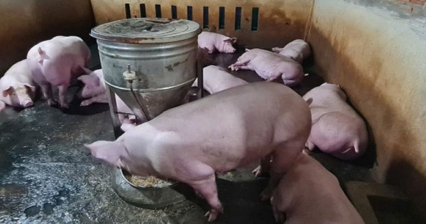 Giá heo hơi ngày 27/1/2026: Miền Bắc đồng loạt chạm mốc 80.000 đồng/kg