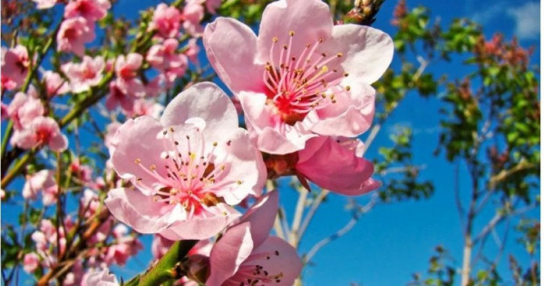 Bí quyết chăm sóc cây đào, cành đào tươi lâu ngày Tết