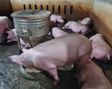 Giá heo hơi ngày 27/1/2026: Miền Bắc đồng loạt chạm mốc 80.000 đồng/kg