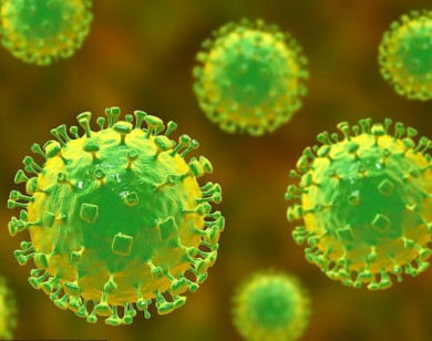 Làm thế nào để bảo vệ gia đình trước nguy cơ lây nhiễm virus Nipah?