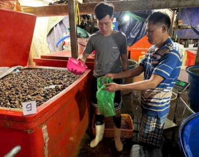 Triệt phá đường dây sơ chế, tiêu thụ thịt ốc bươu ngâm hóa chất công nghiệp với quy mô lớn