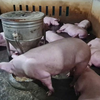 Giá heo hơi ngày 27/1/2026: Miền Bắc đồng loạt chạm mốc 80.000 đồng/kg