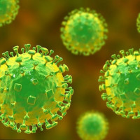 Làm thế nào để bảo vệ gia đình trước nguy cơ lây nhiễm virus Nipah?
