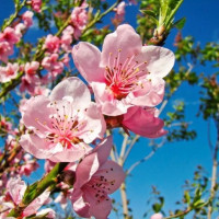 Bí quyết chăm sóc cây đào, cành đào tươi lâu ngày Tết