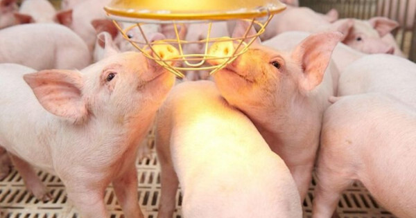 Giá heo hơi ngày 28/1/2026: Miền Bắc vượt ngưỡng 80.000 đồng/kg