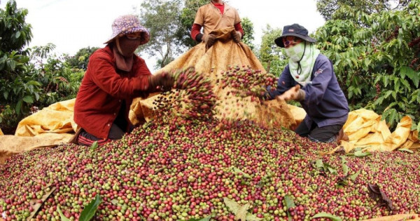 Giá nông sản ngày 28/1/2026: Cà phê và hồ tiêu đồng loạt tăng giá