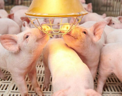 Giá heo hơi ngày 28/1/2026: Miền Bắc vượt ngưỡng 80.000 đồng/kg