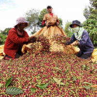 Giá nông sản ngày 28/1/2026: Cà phê và hồ tiêu đồng loạt tăng giá