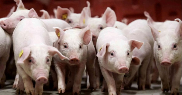 Giá heo hơi ngày 29/1/2026: Giảm nhẹ tại miền Bắc và miền Trung - Tây Nguyên