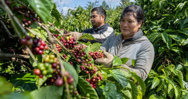 Giá nông sản ngày 29/1/2026: Cà phê tăng nhẹ, hồ tiêu đi ngang
