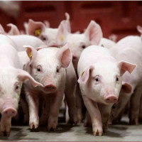 Giá heo hơi ngày 29/1/2026: Giảm nhẹ tại miền Bắc và miền Trung - Tây Nguyên
