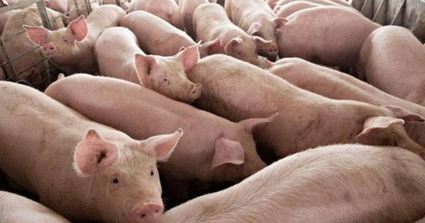 Giá heo hơi ngày 30/1/2026: Miền Bắc tiếp tục hạ nhiệt