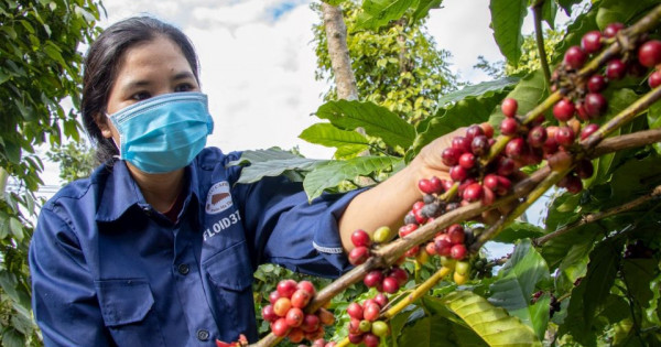 Giá nông sản ngày 30/1/2026: Cà phê giảm nhẹ, hồ tiêu tiếp tục ổn định