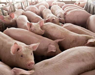 Giá heo hơi ngày 30/1/2026: Miền Bắc tiếp tục hạ nhiệt