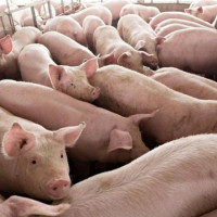 Giá heo hơi ngày 30/1/2026: Miền Bắc tiếp tục hạ nhiệt