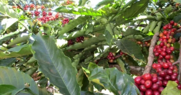 Giá nông sản ngày 31/1/2026: Cà phê phục hồi nhẹ, hồ tiêu biến động trái chiều