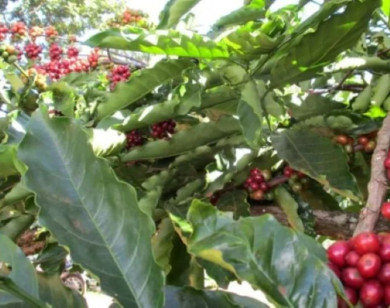 Giá nông sản ngày 31/1/2026: Cà phê phục hồi nhẹ, hồ tiêu biến động trái chiều