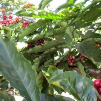 Giá nông sản ngày 31/1/2026: Cà phê phục hồi nhẹ, hồ tiêu biến động trái chiều