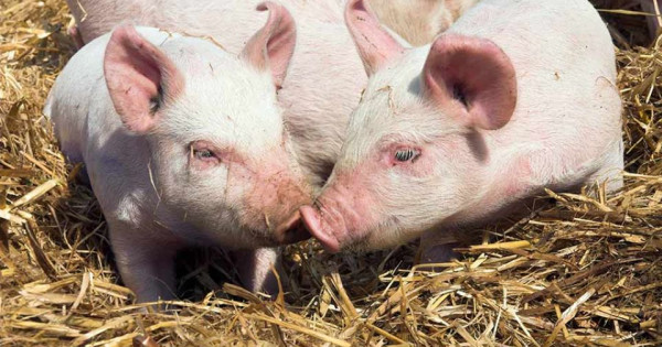 Giá heo hơi ngày 1/2/2026: Tiếp tục biến động trái chiều
