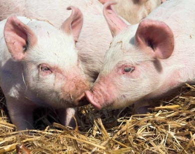 Giá heo hơi ngày 1/2/2026: Tiếp tục biến động trái chiều