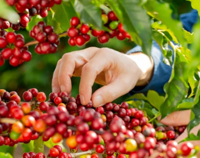 Giá nông sản ngày 1/2/2026: Cà phê tiếp tục giảm, hồ tiêu duy trì ổn định