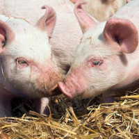 Giá heo hơi ngày 1/2/2026: Tiếp tục biến động trái chiều