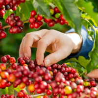 Giá nông sản ngày 1/2/2026: Cà phê tiếp tục giảm, hồ tiêu duy trì ổn định