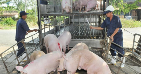 Giá heo hơi ngày 2/2/2026: Miền Bắc hạ nhiệt nhanh, miền Nam duy trì đà tăng nhẹ