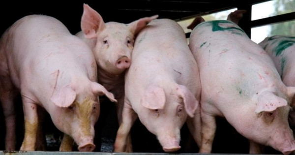 Giá heo hơi ngày 3/2/2026: Miền Bắc hạ nhiệt, miền Nam duy trì đà tăng nhẹ