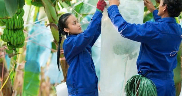 HAGL Agrico năm 2025 tăng trưởng 38%, nhưng vẫn lỗ gần nghìn tỷ đồng