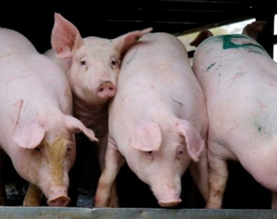 Giá heo hơi ngày 3/2/2026: Miền Bắc hạ nhiệt, miền Nam duy trì đà tăng nhẹ