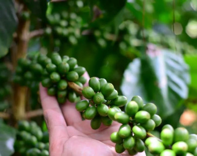 Giá nông sản ngày 3/2/2026: Cà phê tăng nhẹ, hồ tiêu đi ngang