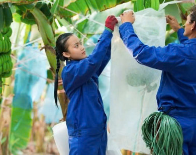 Hậu "chia tay" Bầu Đức, HAGL Agrico lún sâu trong nợ nần