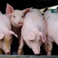 Giá heo hơi ngày 3/2/2026: Miền Bắc hạ nhiệt, miền Nam duy trì đà tăng nhẹ