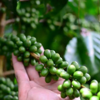 Giá nông sản ngày 3/2/2026: Cà phê tăng nhẹ, hồ tiêu đi ngang