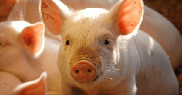 Giá heo hơi ngày 4/2/2026: Miền Bắc và Trung đồng loạt giảm giá